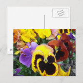 Paarse en gele Pansy Flowers Briefkaart (Voorkant / Achterkant)