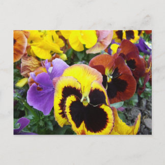 Paarse en gele Pansy Flowers Briefkaart