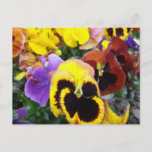 Paarse en gele Pansy Flowers Briefkaart (Voorkant)