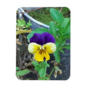 Paarse en gele Pansy Magneet (Verticaal)