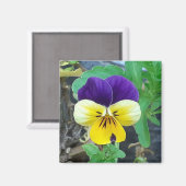 Paarse en gele Pansy Magnet (Voorkant / Achterkant)