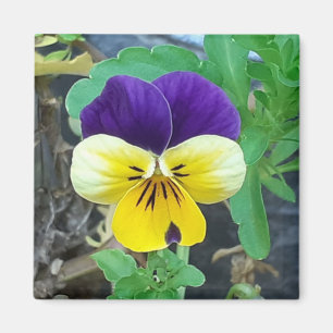 Paarse en gele Pansy Magnet