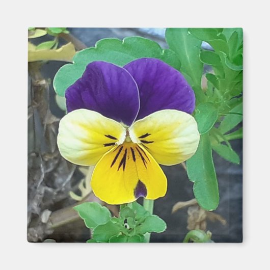 Paarse en gele Pansy Magnet (Voorkant)