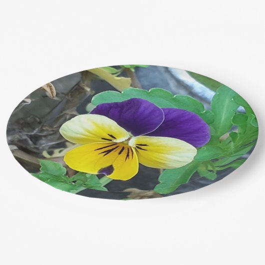 Paarse en gele Pansy Papieren Bordje (Gekanteld)