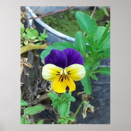Paarse en gele Pansy Poster