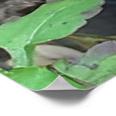 Paarse en gele Pansy Poster (Hoek)