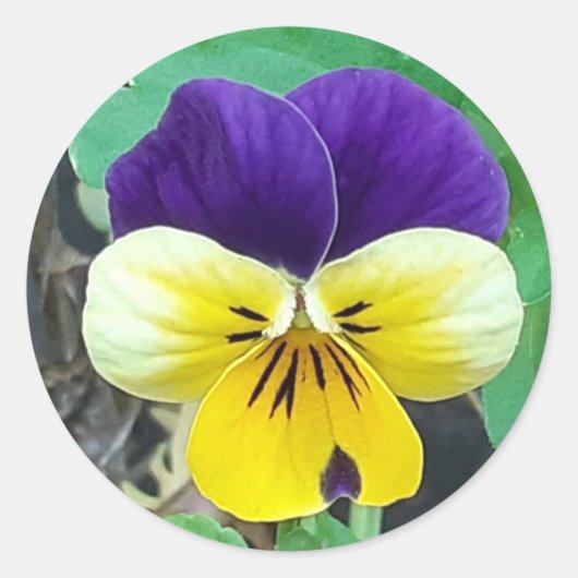 Paarse en gele Pansy Ronde Sticker (Voorkant)