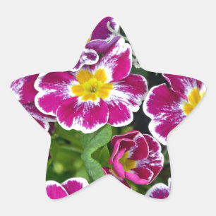 Paarse en gele primrobloemen ster sticker