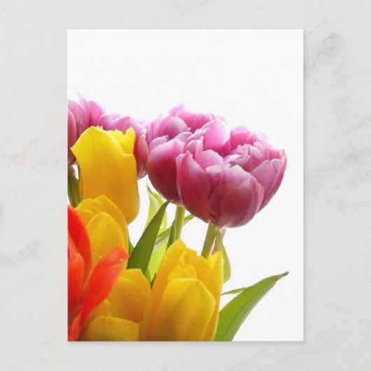 Paarse en gele TulpenBriefkaarten Briefkaart (Voorkant)