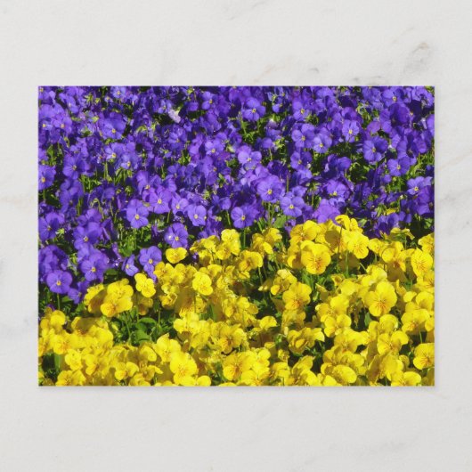 Paarse en Gele Viola's Kleurrijke Bloemen Briefkaart (Voorkant)
