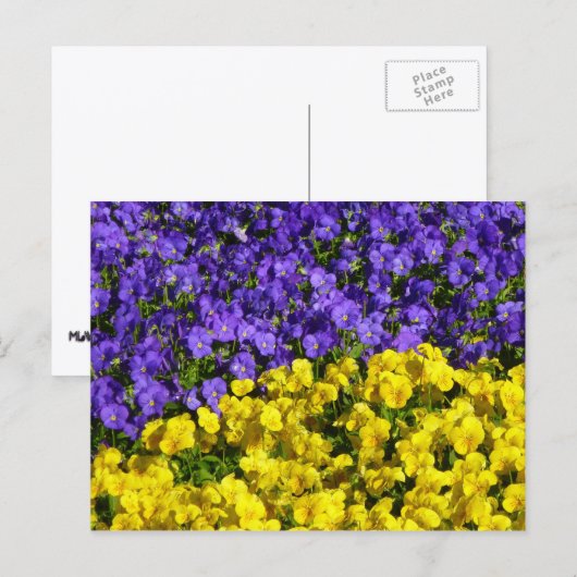 Paarse en Gele Viola's Kleurrijke Bloemen Briefkaart (Voorkant / Achterkant)