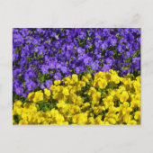 Paarse en Gele Viola's Kleurrijke Bloemen Briefkaart (Voorkant)