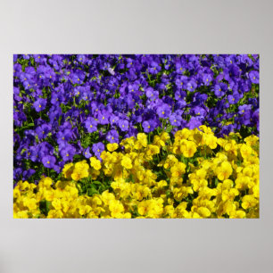 Paarse en Gele Viola's Kleurrijke Bloemen Poster