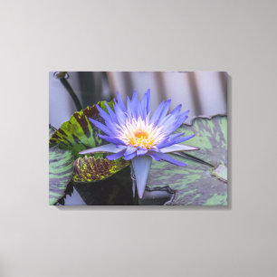 Paarse en gele waterlelie uitzichten canvas print