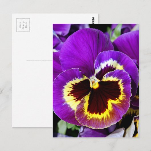 Paarse en gele zonnebloem briefkaart (Voorkant / Achterkant)