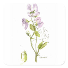 Paarse en groene waterverf zoete erwt