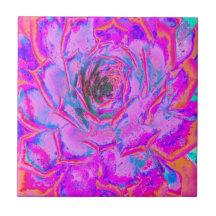 Paarse en Magenta Succulent Sedum Rozet