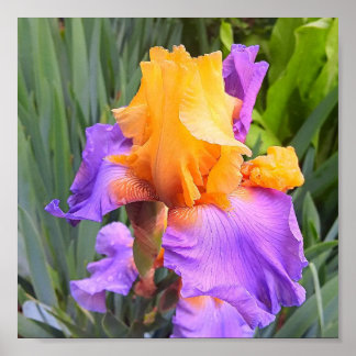Paarse en Oranje Bearded Iris Poster