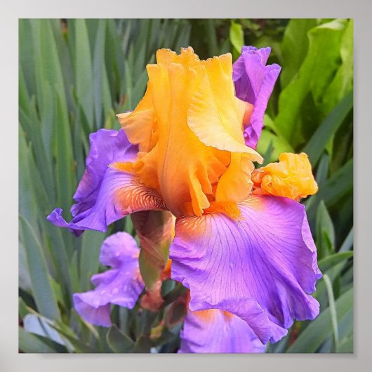 Paarse en Oranje Bearded Iris Poster (Voorkant)