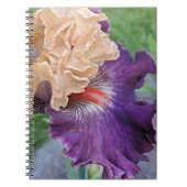 Paarse en perzik baardbaars Iris Bloom Bloemen Notitieboek (Voorkant)
