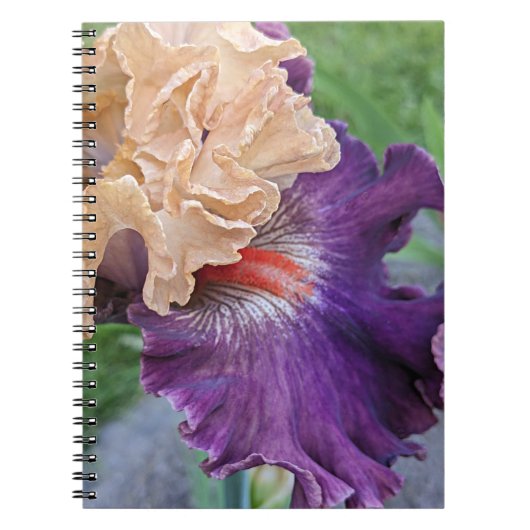 Paarse en perzik baardbaars Iris Bloom Bloemen Notitieboek (Voorkant)