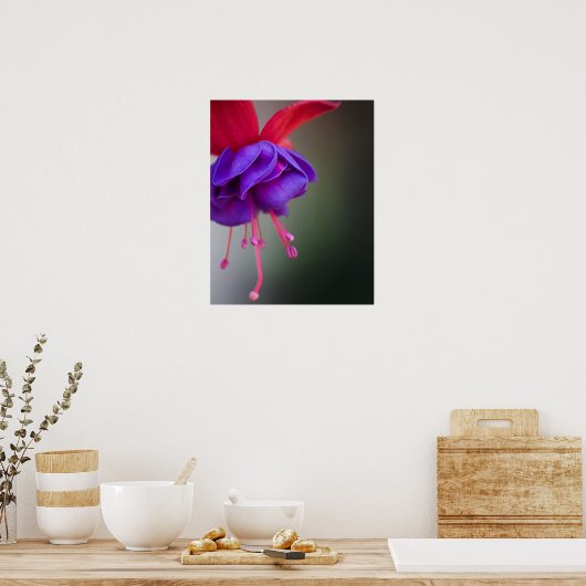 Paarse en rode Fuchsia Flower Poster (Keuken)