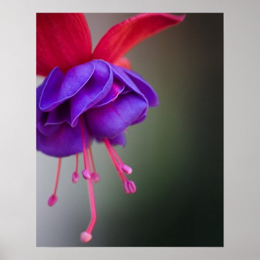 Paarse en rode Fuchsia Flower Poster (Voorkant)