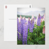 Paarse en roze bloemen: lupinen @ Nieuw-Zeeland Po Briefkaart (Voorkant / Achterkant)