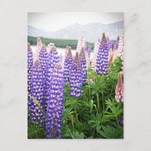 Paarse en roze bloemen : Lupins bij Nieuw Zeeland  Briefkaart