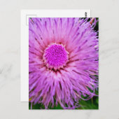 Paarse en roze ventilator briefkaart (Voorkant / Achterkant)