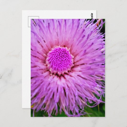 Paarse en roze ventilator briefkaart (Voorkant / Achterkant)