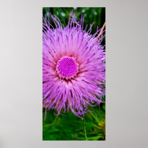 Paarse en roze ventilator poster
