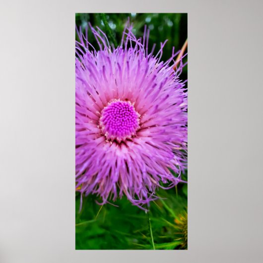 Paarse en roze ventilator poster (Voorkant)