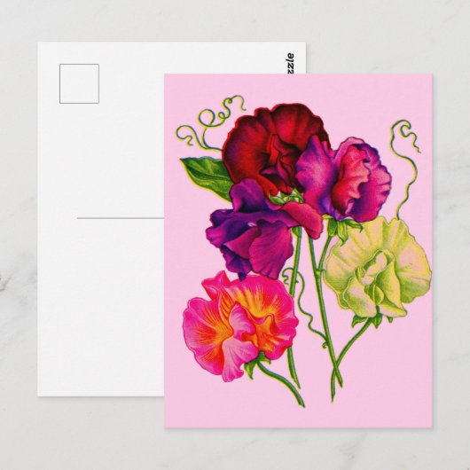 paarse en roze zoete erwt briefkaart (Voorkant / Achterkant)