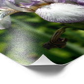 Paarse en witte baardbloemenpaar 8x10 foto afdruk (Hoek)