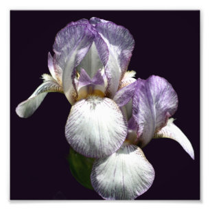 Paarse en witte baardbloemenpaar 8x8 foto afdruk