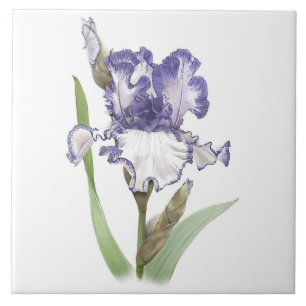Paarse en Witte Bearded Iris Bloem Botanische Kuns Tegeltje