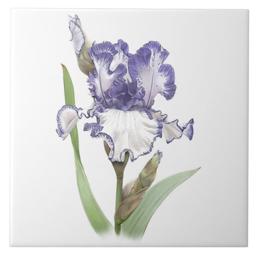 Paarse en Witte Bearded Iris Bloem Botanische Kuns Tegeltje (Voorkant)