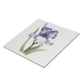 Paarse en Witte Bearded Iris Bloem Botanische Kuns Tegeltje (Zijkant)