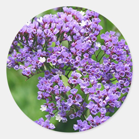 Paarse en witte bloem (limonium) ronde sticker (Voorkant)
