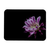Paarse en witte cactus bloom magneet (Horizontaal)