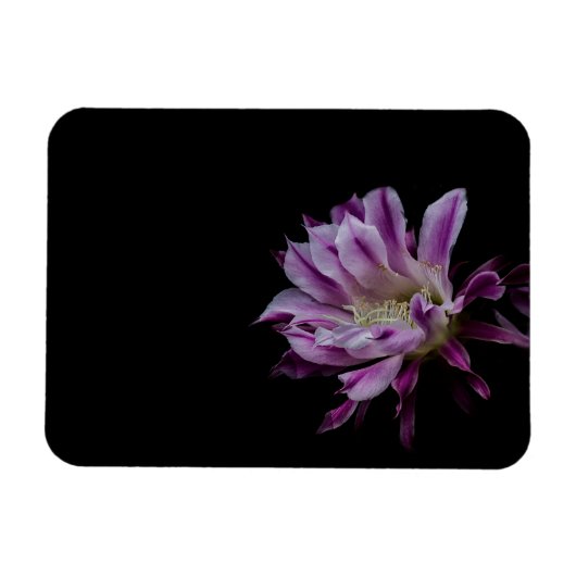 Paarse en witte cactus bloom magneet (Horizontaal)