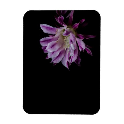 Paarse en witte cactus bloom magneet (Verticaal)