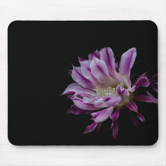 Paarse en witte cactus bloom muismat (Voorkant)