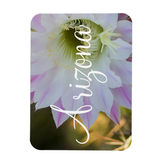 Paarse en witte cactus Flower, Arizona Magneet (Verticaal)