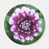 Paarse en Witte Dahlia Magneet (Voorkant)