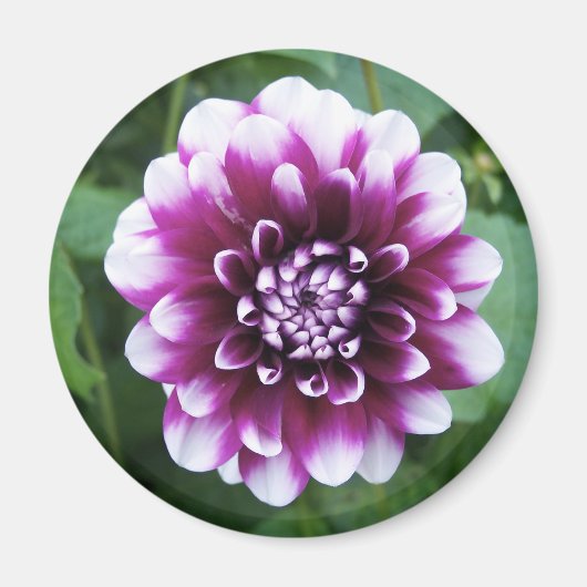 Paarse en Witte Dahlia Magneet (Voorkant)