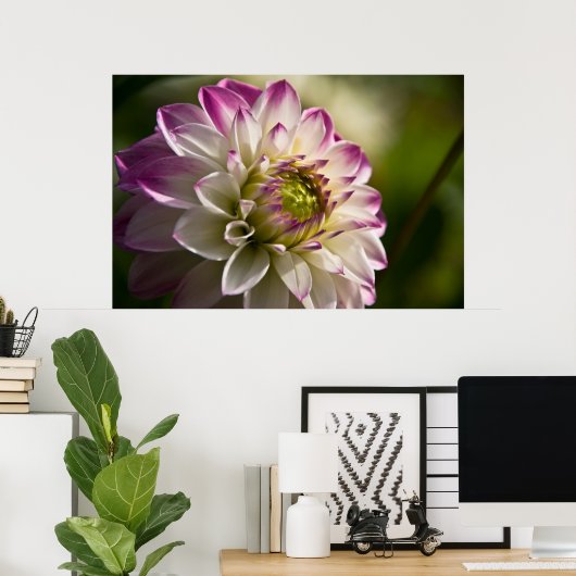 Paarse en Witte Dahlia Poster (Thuiskantoor)