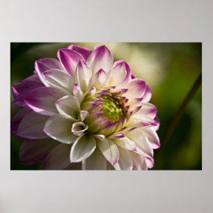 Paarse en Witte Dahlia Poster