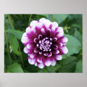 Paarse en Witte Dahlia Poster (Voorkant)